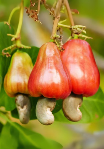 Raw Cashew
